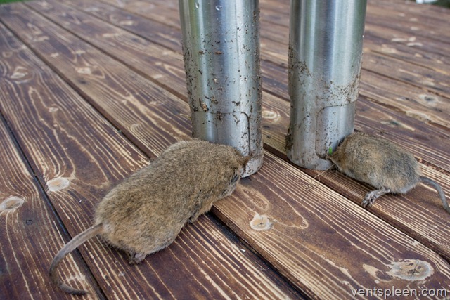 How to get rid of voles and moles. No really – Ahoy!
